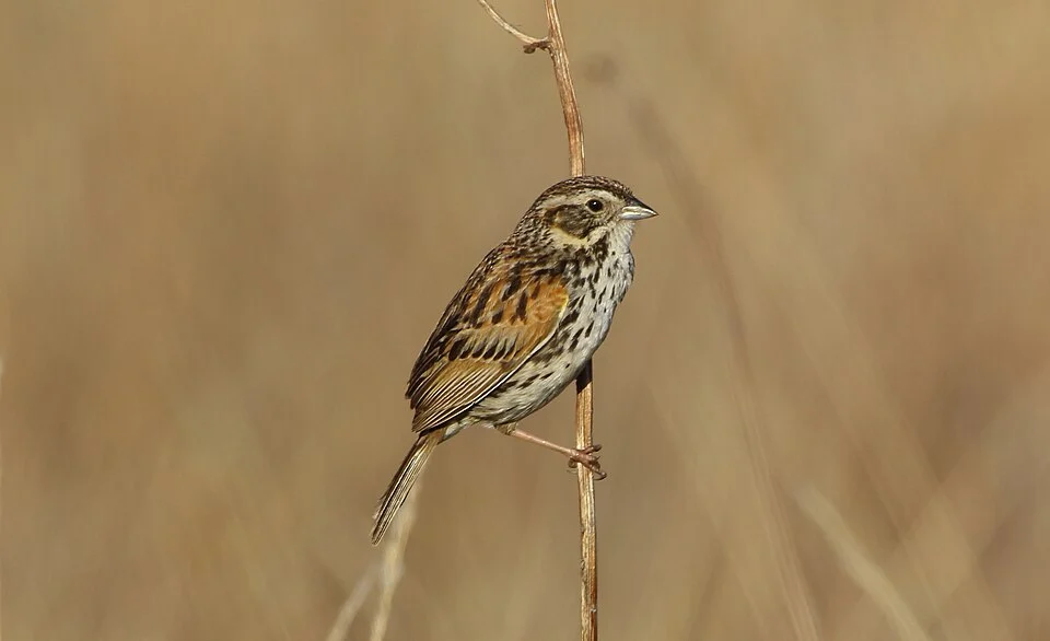 Sierra Madre Sparrow (Xenospiza baileyi)