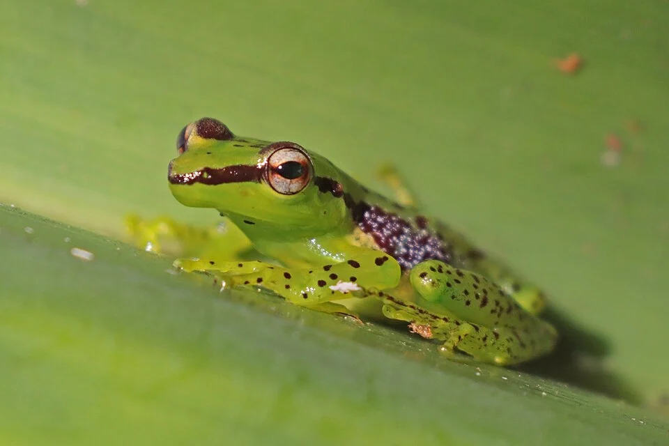 Pandanus frog (Guibemantis pulcher), Ranomafana National Park, Madagascar