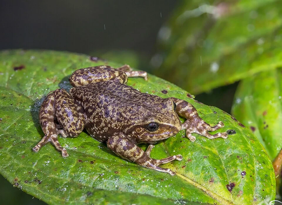 Pristimantis elegans, Chingaza National Natural Park, Colombia. Containing around 600 species, the Pristimantis genus of arboreal frogs has more species than any other genus of vertebrates, with many endemic to the Northern Andes. 60 new species have been described since 2020. This species is endemic to the Eastern Andes of Colombia and is IUCN red list Vulnerable. It was found by sound triangulation in the late (rainy) afternoon by my excellent guide Jose Borbόn and kindly identified by Colombian herpetologist Sebastian Di Domenico (Dido).