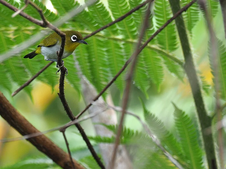 Ambon White-Eye (Zosterops kuehni) photographed on Ambon Island by James Eaton