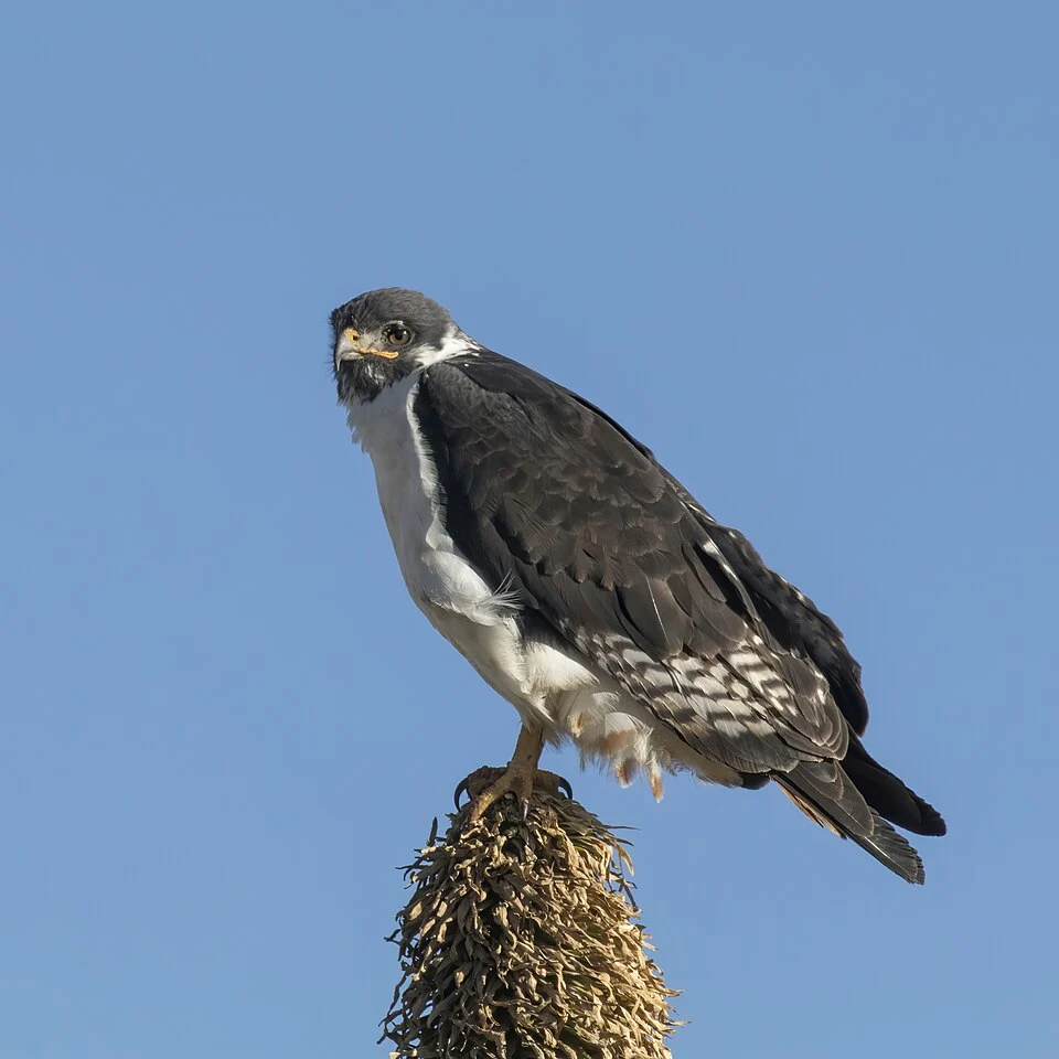 Augur buzzard (Buteo augur), Sanetti Plateau, Ethiopia
