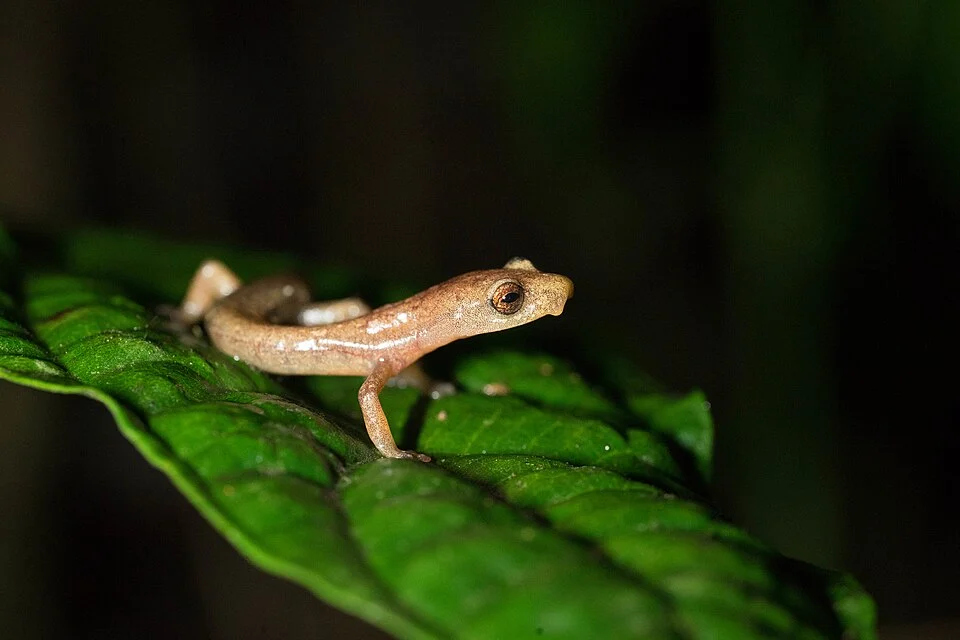 Photographer: Wouter Beukema
Photograph of a lizard, supposedly the Engelhardt's Mushroomtongue Salamander (Bolitoglossa engelhardti) by the original photographer, taken somewhere in San Marcos, Guatemala.
Wouter Beukema, the original photographer, is said to be a "project manager and researcher at Reptile, Amphibian and Fish Conservation Netherlands (RAVON)"
The photo is said to be "Research Grade" by the community; the consensus agreed that this is an Engelhardt's Mushroomtongue Salamander by the original photographer and Josue Ramos Galdamez (a "biologist, illustrator, and nature photograph