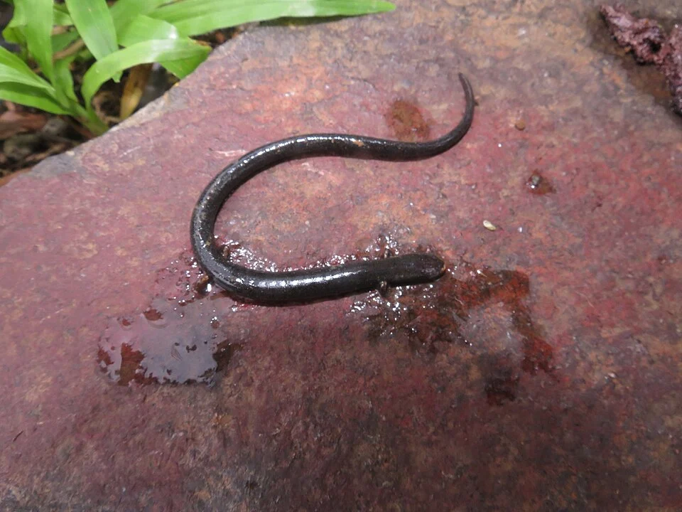 Photo of Oedipina cyclocauda uploaded from iNaturalist.