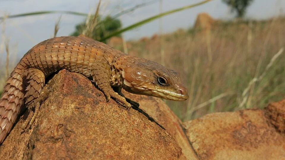 Transvaal Girdled Lizard, Klipriviersberg, Johannesburg, South Africa