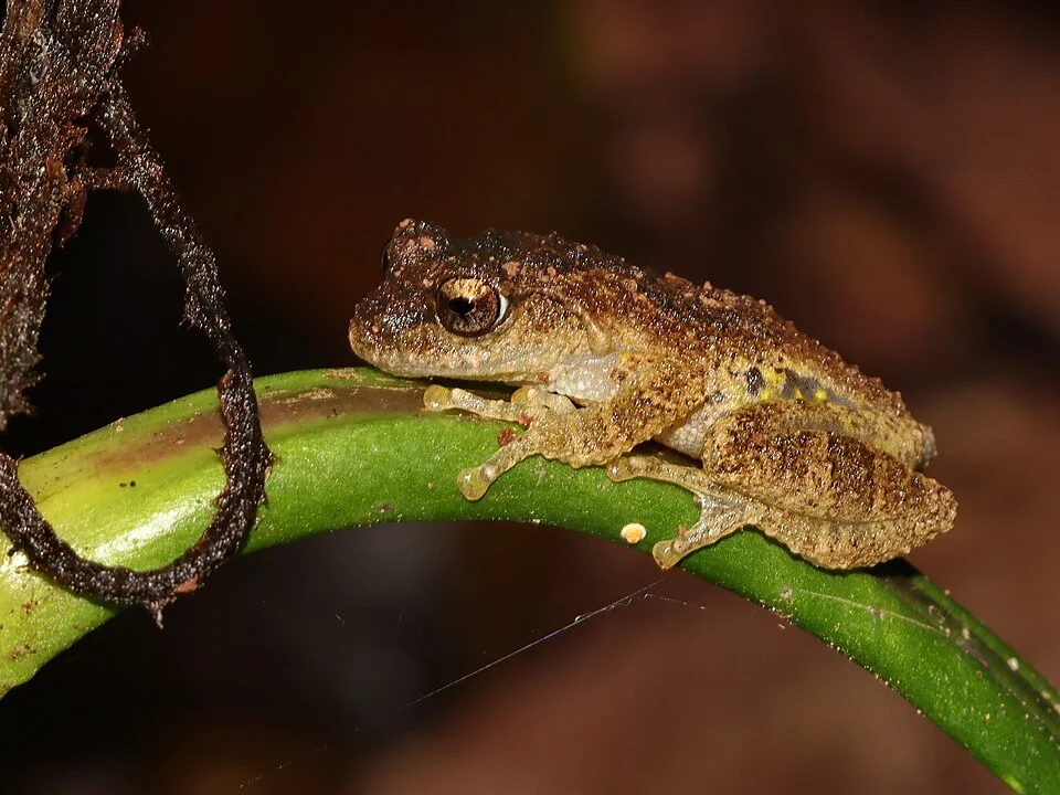 Yunnan Bushfrog (Gracixalus yunnanensis) in Thailand