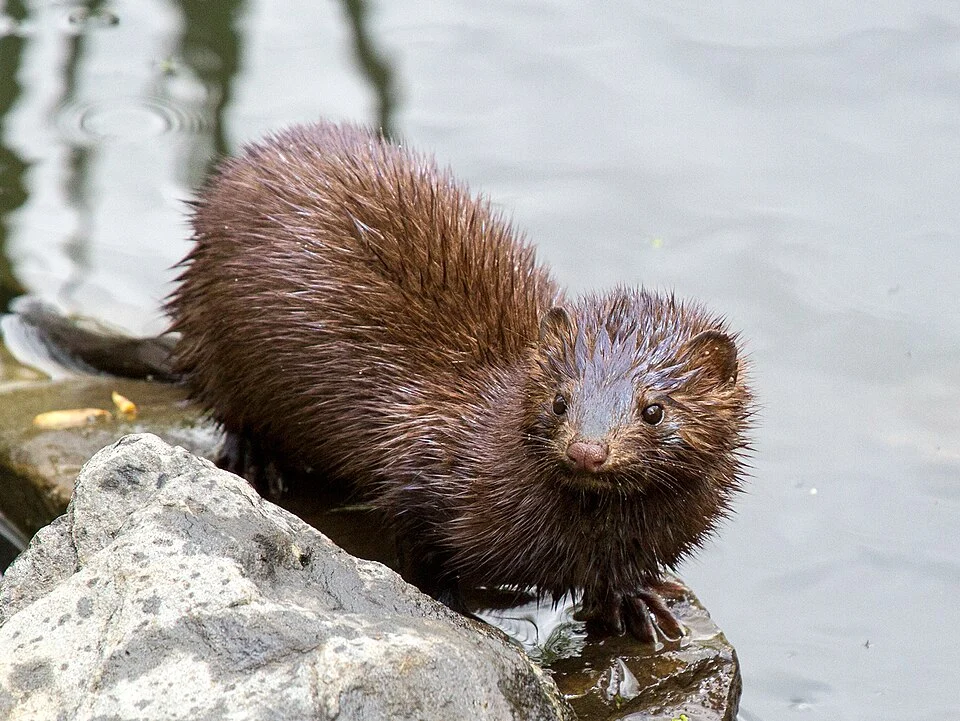 An American Mink in Capisic Pond, Portland, ME.