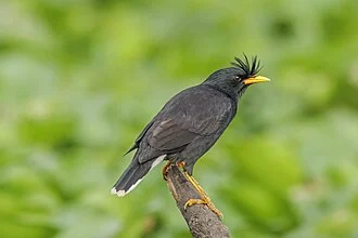 Great myna (Acridotheres grandis), Prek Toal Biosphere Reserve, Cambodia