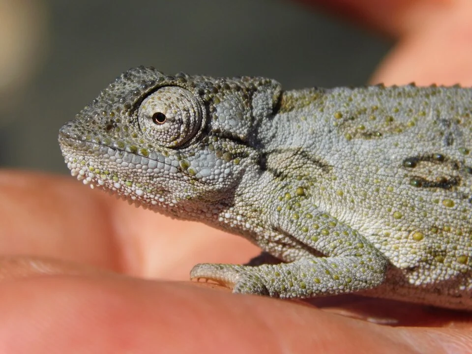 Photo of Beardless Dwarf Chameleon (Bradypodion barbatulum) uploaded from iNaturalist.