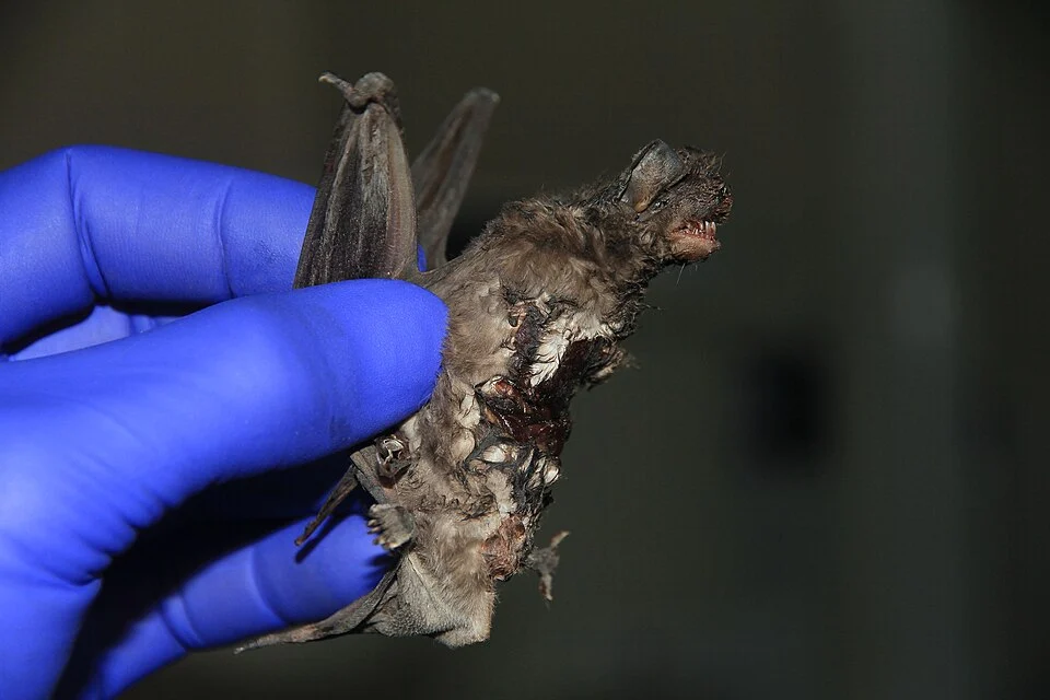 Photo of Davison's Mastiff Bat (Promops davisoni) uploaded from iNaturalist.