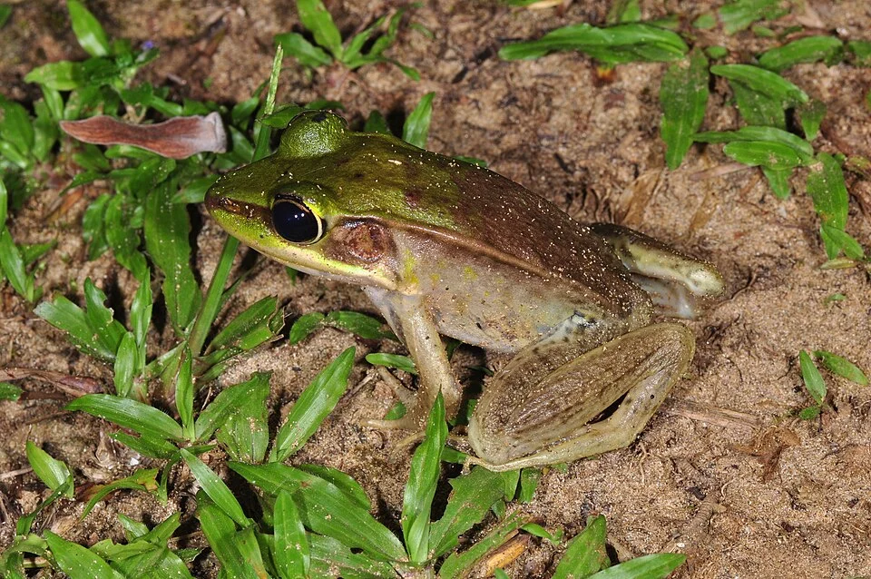 Rainforest frog (Lithobates vaillanti)