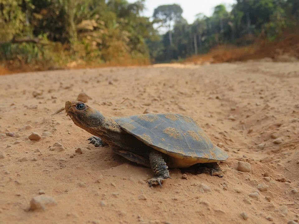 Black-lined Toadhead Turtle (Mesoclemmys raniceps) in Bolivia
