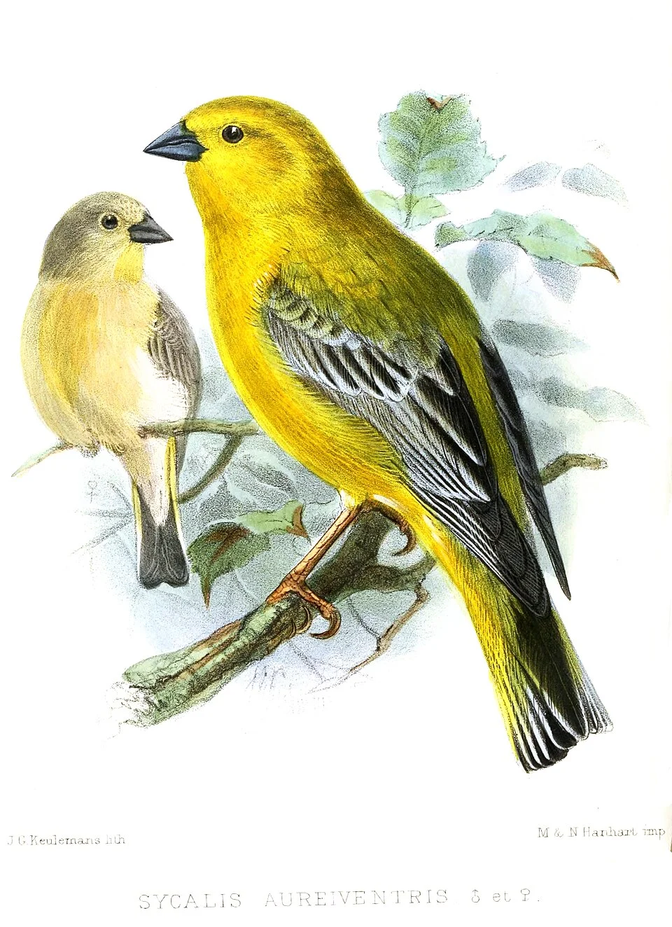 « Sycalis aureiventris » = Sicalis auriventris (Greater Yellow Finch) - male and female