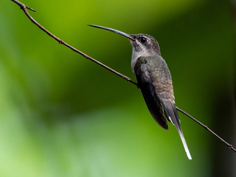 Eastern Long-tailed Hermit, Novo Airão, Amazonas, Brazil
