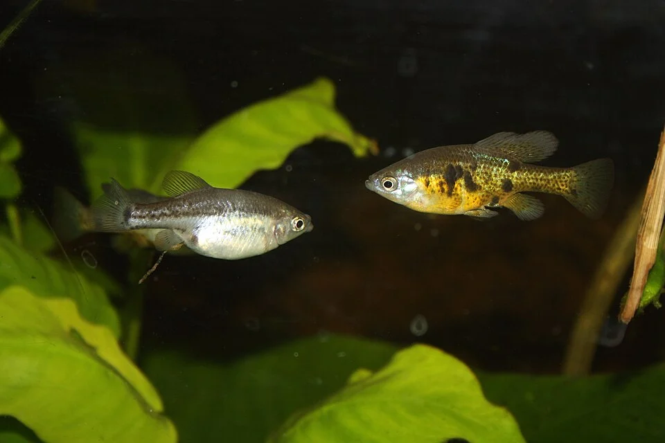 The Skiffia multipunctata is also known as "Splotched Skiffia" or "Spotted Skiffia".
This species occurs in the Lower Rio Lerma throughout the federal state of Jalisco and Michoacán, Mexico. Populations in the area of the Rio Duero dam and Guadalajara seem to be extinct.

This photo shows an adult pair. Female (left), male (right).