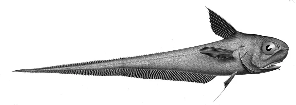 Coryphaenoides rupestris
