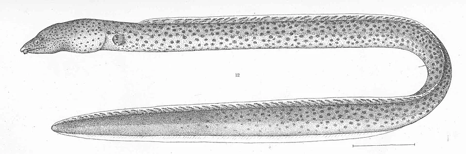 Pisodonophis daspilotus Gilbert. Type specimen; Panama
Subject: Eels, Pisodonophis
Tag: Fish