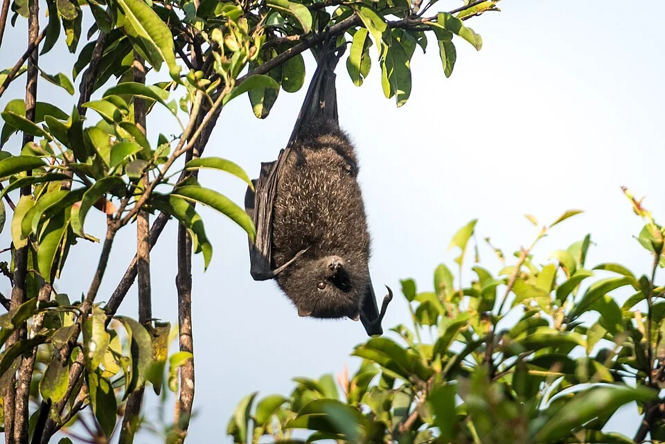 A picture of a male Christmas Island flying-fox (Pteropus melanotus natalis), taken on Christmas Island
