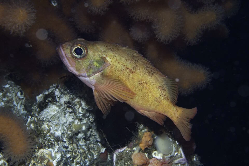 Norway Redfish Sebastes viviparus Bodø Municipality, Norway