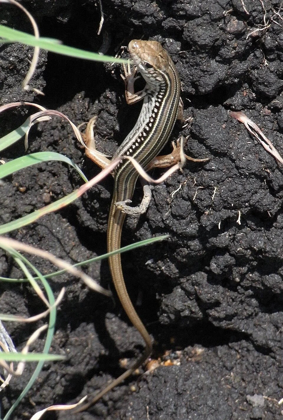Robust striped skink (Ctenotus robustus) near The Gap, Hat Head National Park, Australia.