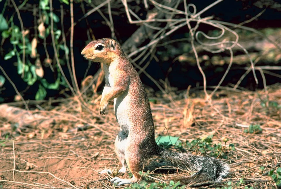 Unstriped Ground Squirrel.