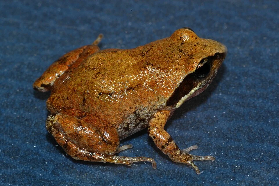 Rattray's Frog (Anhydrophryne rattrayi). Species of amphibian.