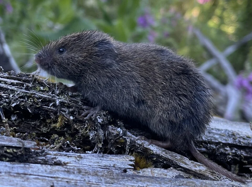 Creeping Vole (Microtus oregoni) photographed at Wind River Experimental Forest