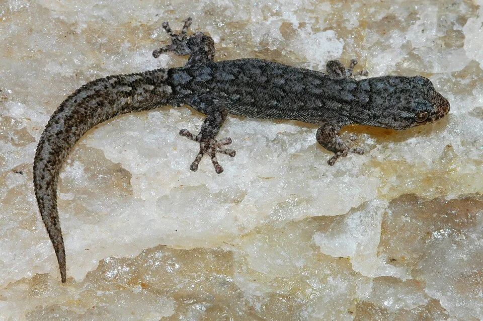Striped Dwarf Leaf-toed Gecko (Goggia lineata)