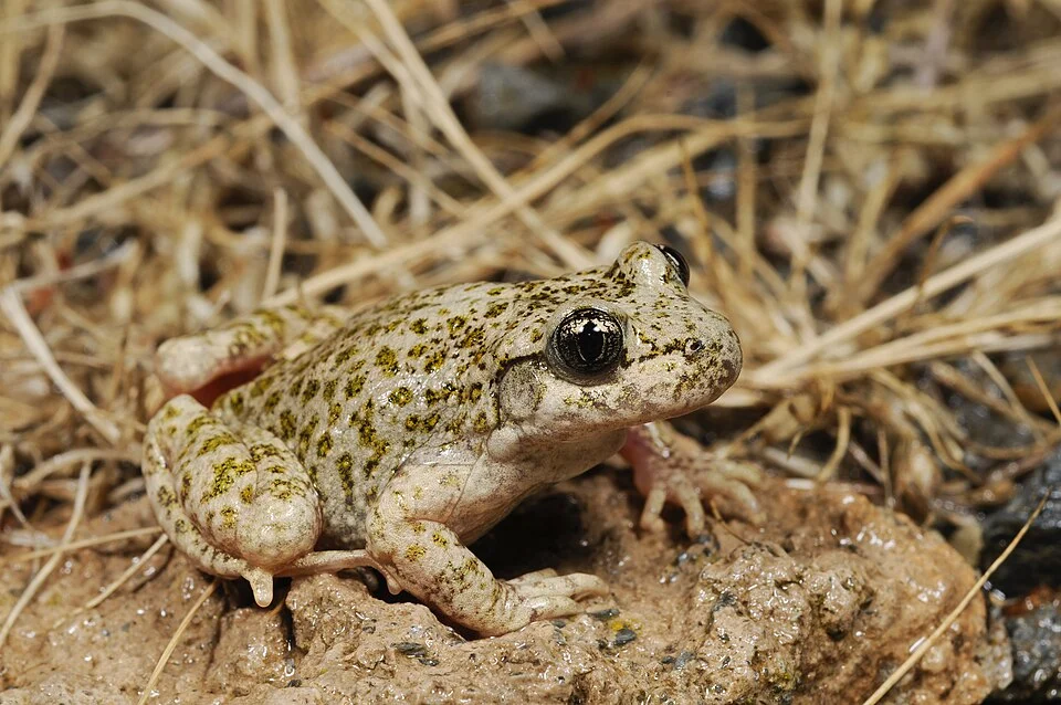 Alytes dickhilleni