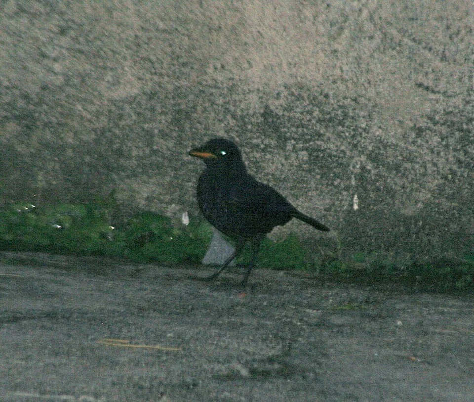 Malaysian Whistling-thrush, Myophonus robinsoni. Near Upper Gate, Fraser's Hll, Malaysia. This species is secretive and only seen in the open at dawn. This photo has been lightened to allow the species to be seen.