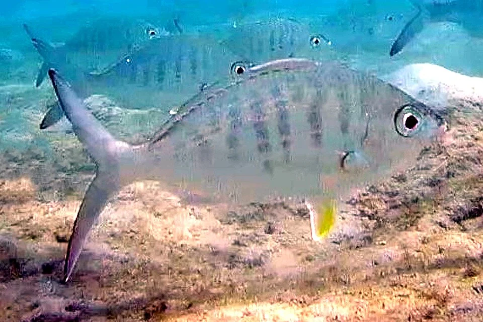A School of Yellowfin Mojarra at Phil-Foster Park in West Palm Beach, Florida.