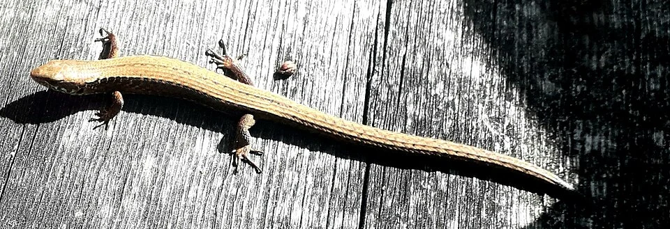 Mesaspis moreletii - Morelet's Alligator Lizard. Species of lizard.