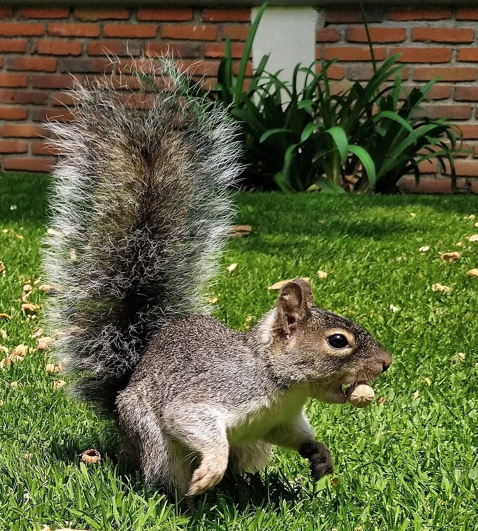 Peters's Squirrel (Sciurus oculatus)