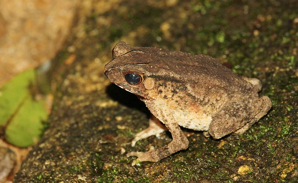Duttaphrynus kotagamai is a species of toads endemic to Sri Lanka