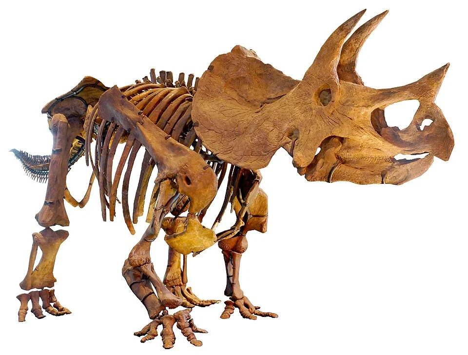 Triceratops