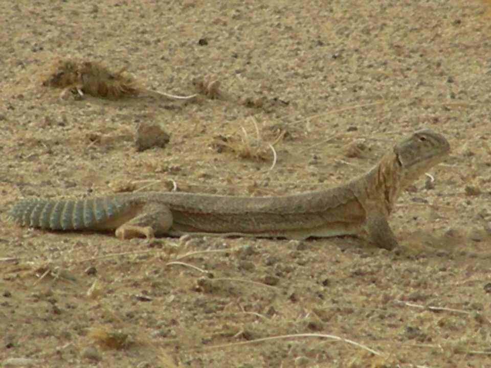 Spiny-tailed Lizard, Uromastyx hardwickii, Family Agamidae(Sauria).

Photographed by Aashay Baindur on 05 Jun 2006 in Thar desert, Jaisalmer district, Rajasthan, India.
Self-work.
Nature Loader 16:47, 6 June 2006 (UTC)