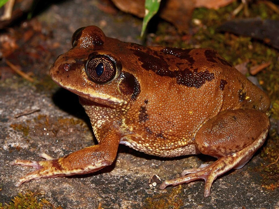 Leptopelis bocagii. Kalumbila Hill