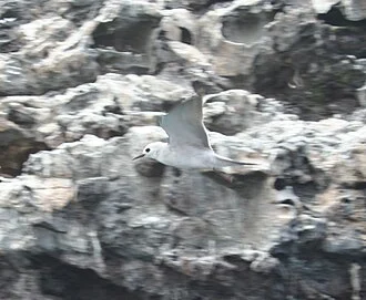 Blue Noddy Anous ceruleus at La Péruse Pinnacle, French Frigate Shoals, Hawaii
