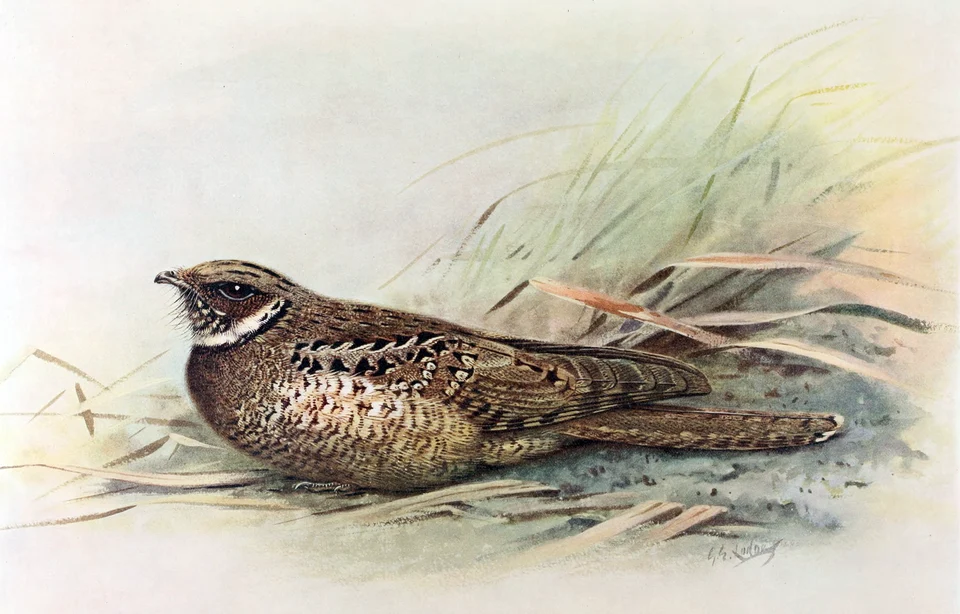 The Jamaican pauraque, Jamaican poorwill, or Jamaican least-pauraqué (Siphonorhis americana or americanus) is a species of nightjar in the family Caprimulgidae. It is endemic to Jamaica. Its natural habitats are subtropical or tropical dry forest and subtropical or tropical dry shrubland. It is critically endangered or quite possibly even already extinct due to introduced predators.