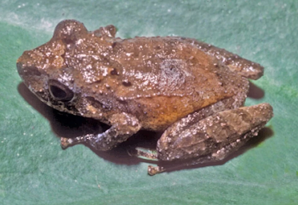 Pristimantis lirellus