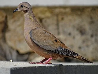 An Eared Dove in Oranjestad, Aruba.