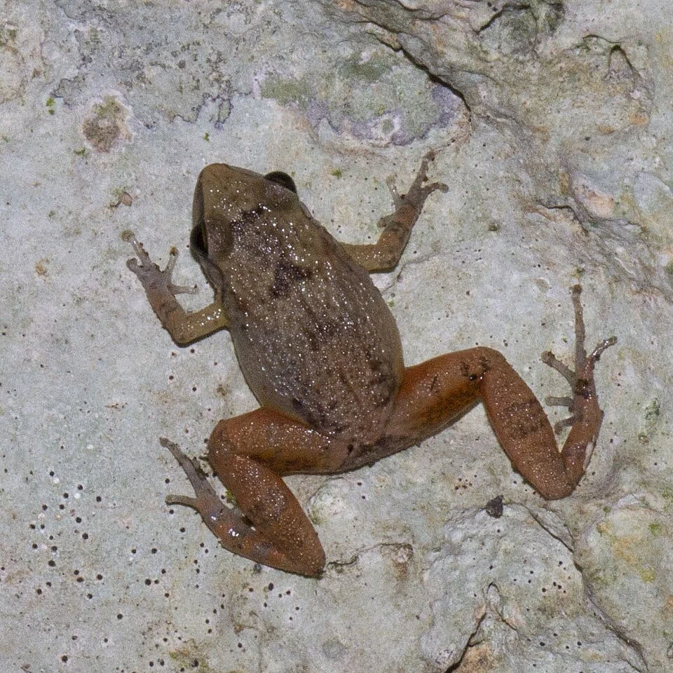 Cuba: Pinar del Río, Sierra de Güira, Cabañas de Los Pinos.
Identification confirmed by Luis Manuel Díaz (Museo Nacional de Historia Natural de Cuba).