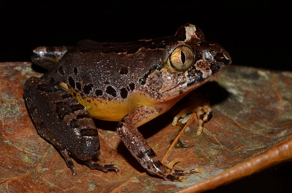 River Night Frog (Astylosternus batesi)