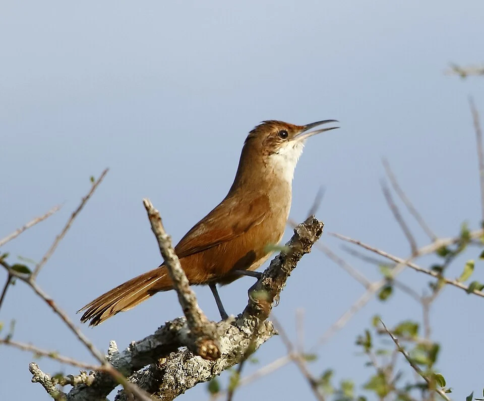 Chaco earthcreeper at Capivara - Santa Fe - Argentina