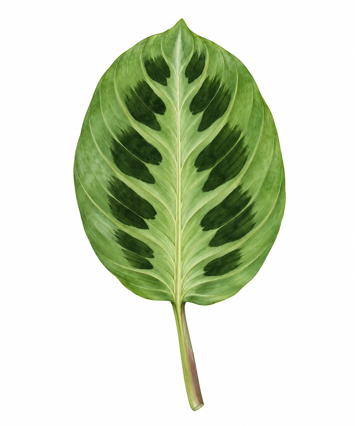AI interpretation of Maranta leuconeura.