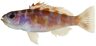 Serranus tortugarum Longley, 1935—chalk bass, 51.8 mm SL.
Photo by JT Williams.