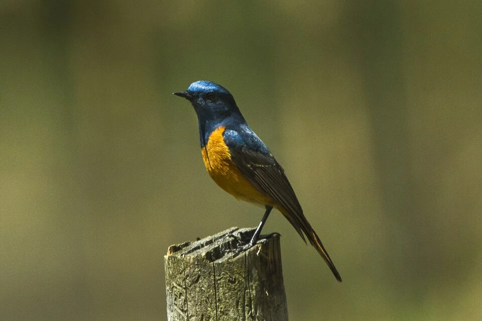 Blue-fronted Robin - Bhutan_S4E8503