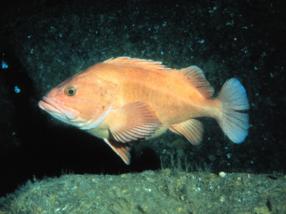 Yelloweye rockfish (Sebastes ruberrimus) is a species in a common genus of Pacific rockfish. Credit: OAR/National Undersea Research Program (NURP); Alaska Dept. of Fish and Game