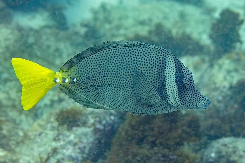 Razor surgeonfish (Prionurus laticlavius), Los Cabos, Baja California, Mexico
