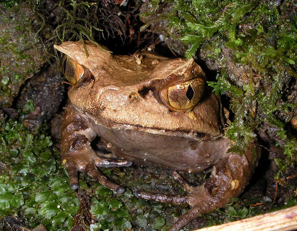 Pelobatrachus kobayashii - Kobayashi's Horned Frog in Sabah, Malaysia. Photo by Jiro Iguchi. Original iNaturalist observation here: https://www.inaturalist.org/observations/42287246