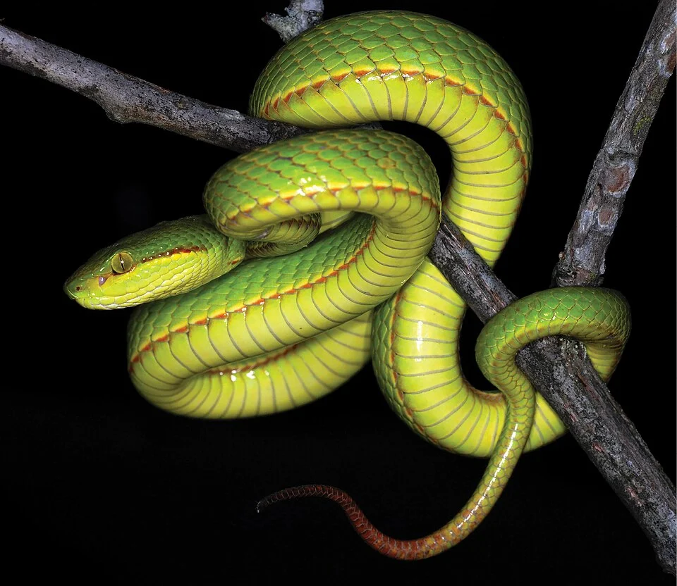 Figure 7; Trimeresurus salazar sp. nov. juvenile male from Pakke Tiger Reserve photographed in 2008.